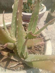 Aloevera Leafs With Freebie