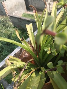 Spider Plant Small
