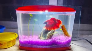 Betta Fish Tank