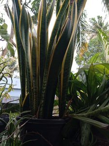 Sansevieria Snake Plant