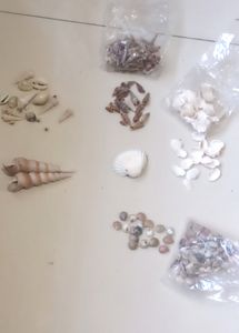 Sea Shells And Accessories