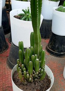 4️⃣ Fairy 🧚‍♀️  Castle 🏰  Cactus 🌵