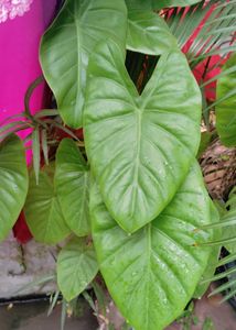 Elephant Ear Plant
