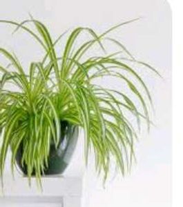 Plant And Seed