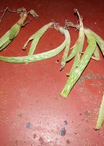 Aloevera Plants (6 Plants)