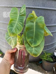 Philodendron @ Low Price