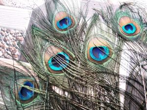 Natural Peacock Feather(15 Feathers)