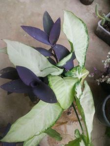Combo Of 2 Beautiful Plant With Root