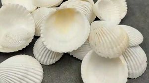 Assorted White Seashell Collection