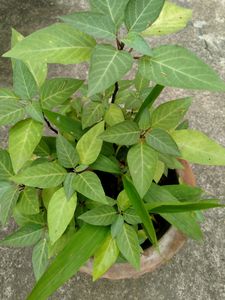 Multy Layer Voilet Colour  Dhutra Plants ,Lord Shiva&#39;s Favourite Flower , Pack Of 1