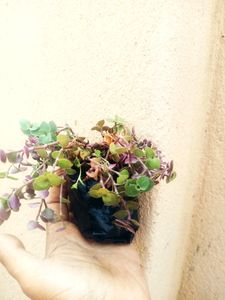 Combo Of Hanging Plants