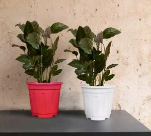 Calathea Plants in Colorful Pots