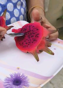 Red Dragon Fruit Cutting