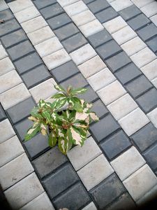 5 Live Root Plants