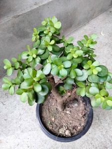 Jade Bonsai (Lucky Plant)