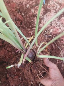 Taro Plant Starter