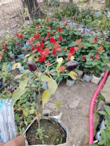 1 Chili Plant