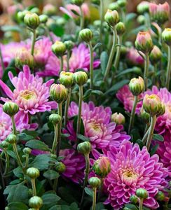 Colourful Chandramallika Live Plant...Pack Of 4