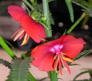 Gul Dopahri / Diya Bati Flower / Moss Rose Seeds