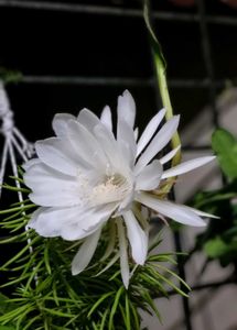 Dutchman&#39;s Pipe Cactus/ Brahma Kamal Leaves