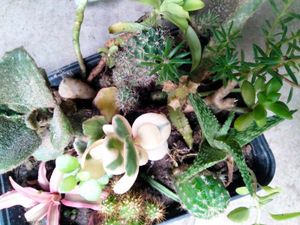 Cactus M Seccullents Collection Offer