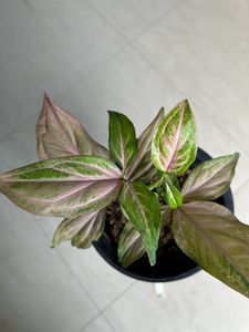 House Plant