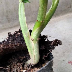 Mix Plants Combo Offer(5 Varities)