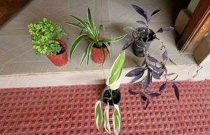 Set 4 Pandanus Veitchii&amp; Never.&amp;Purple Heart &amp;ming