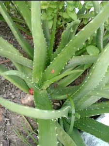 Big Aloevera Plant