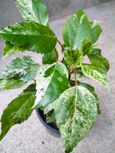 4 Varigated Plants