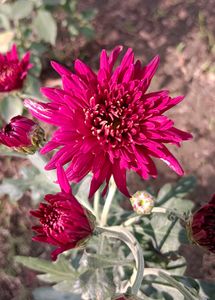 Chrysanthemum Plants With Roots  Multicolour