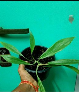 Philodendron Pluto