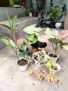 Assorted Beautiful Leaves Combo Plants