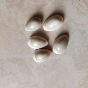 DS Natural Kawdi, Kaudi, Kowdi, Cowrie, Koudi, Kodi Shells Stone Packet - Set of 5 for Laxmi Pooja, Nazar