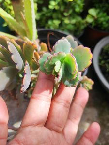 Succullent Plant(10 Different Types Of Plant Combo