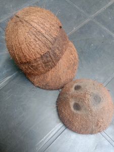 10 Coconut Shell