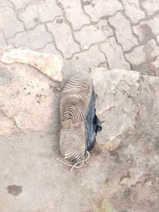 Chapri Shoes