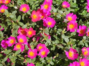 Pink Portulaca Flower Plants With Roots