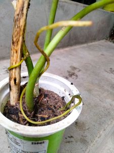 sets of plants offer