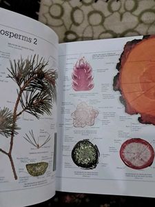 Visual Dictionary