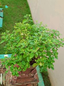 Tulsi Rooted Plant