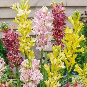 Rajnigandha Plants Pack Of 01