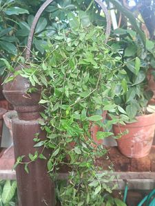 Hanging original l Plant