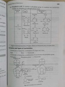 CBSE Biology Textbook Class XII
