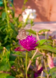 Gomphrena/ Amranthus Flowers Seeds