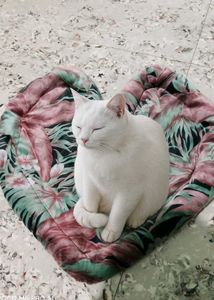 Adorable Kitten Trio in Cozy Bed Pek Of 3