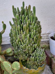 Castle 🏰 cactus 🌵