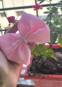 Pink Bow 🩷