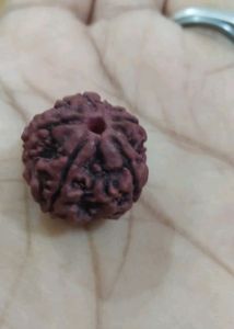 Panchmukhi - Rudraksha With Gifted.