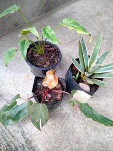 Collection Of 3 Plants Combo